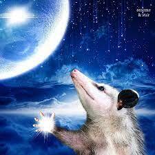 Avatar for zariweya 🇪🇺💻🦝