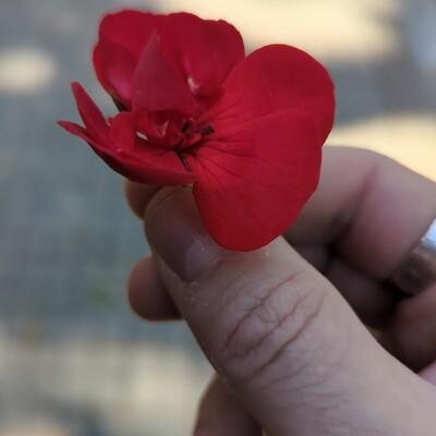 Avatar for Loar Gwaien :trans_sparkles: