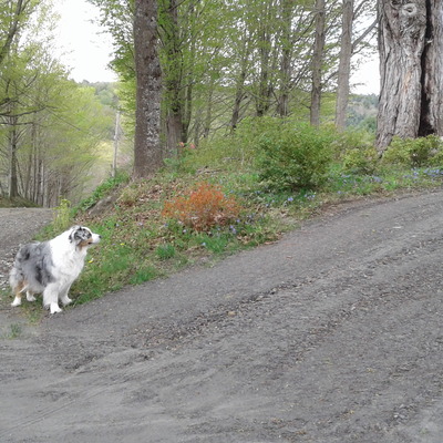 Avatar for Duckbilled Plattypus.