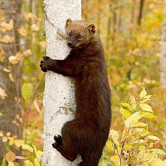 Avatar for Fishercat