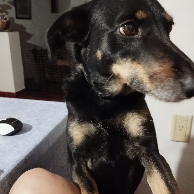 Avatar for Sara :stardew1: