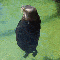 Avatar for Kegelrobbe 🦭
