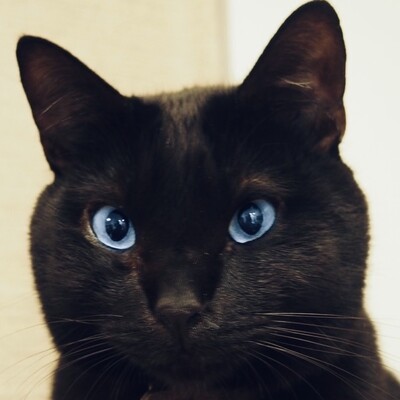 Avatar for 宵闇🐈‍⬛猫と一緒の再現料理