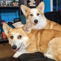 Avatar for Floof and Guimauve