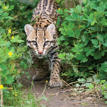 Avatar for Ozzelot :runbsd: