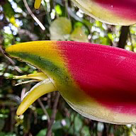 Avatar for capybara with a carapace🦞