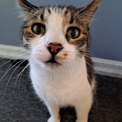 Avatar for animalsfarm