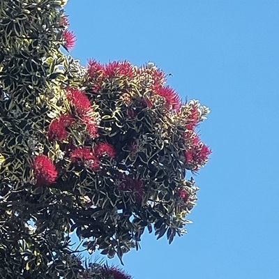 Avatar for @iveyline