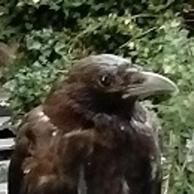 Avatar for dasparadoxon