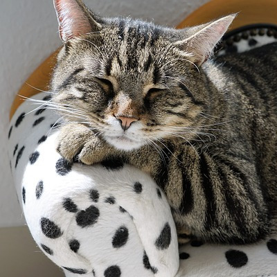 Avatar for lebout2canap ⏚