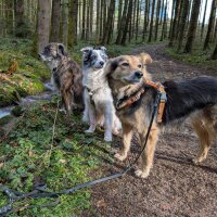 Avatar for IciTapisEclaire