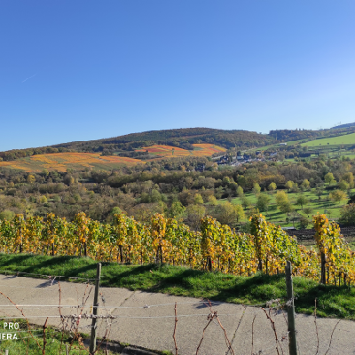 Avatar for wolf_sasse