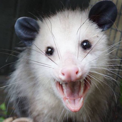 Avatar for Sablebadger