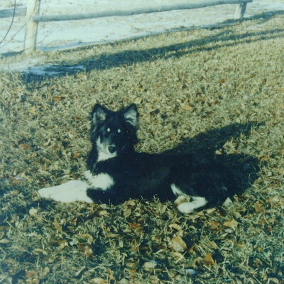 Avatar for Steve Moore :toad: