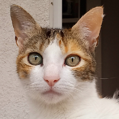 Avatar for 🏳️‍🌈 El Murciélago 🦇  FCK|NZS