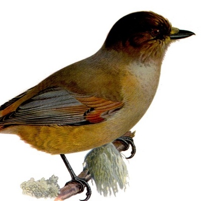 Avatar for Alexander Ondu