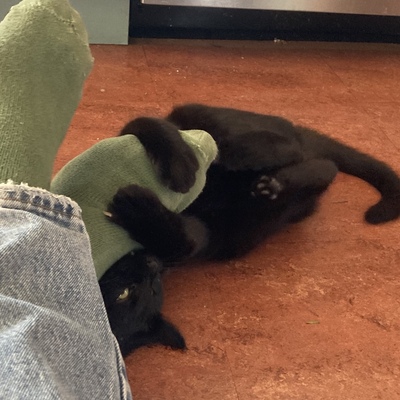 Avatar for Catsodonia