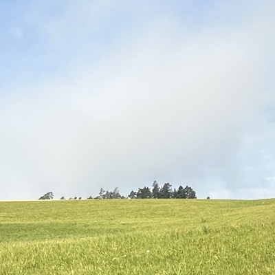 Avatar for Schauinsland