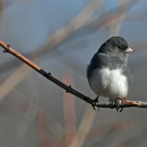 Avatar for Compassionate Crab