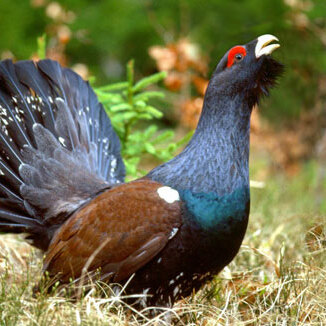 Avatar for Louise Auerhahn 🏳️‍🌈