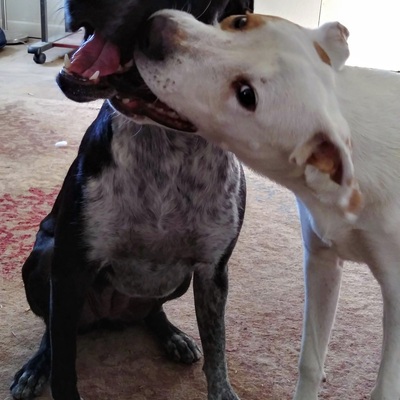 Avatar for AmyFou 🕊️