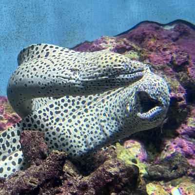 Avatar for That’s a moray