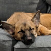 Avatar for Mabel 🇨🇦