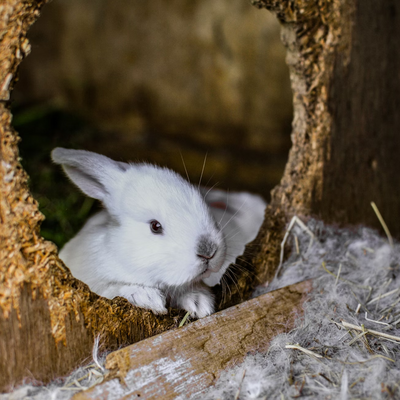 Avatar for Lapin 🐇 🇺🇦