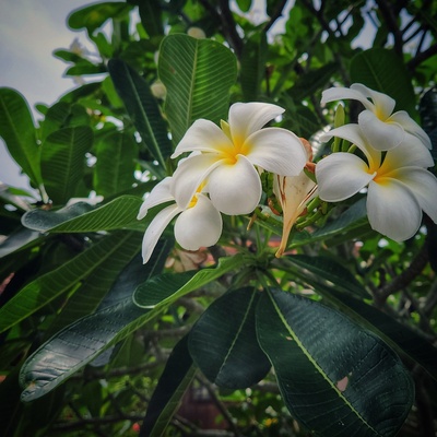 Avatar for Dendan Setia (Nins)