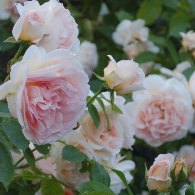 Avatar for Sabine_kocht