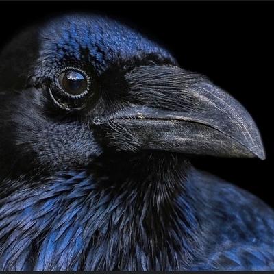 Avatar for Raven