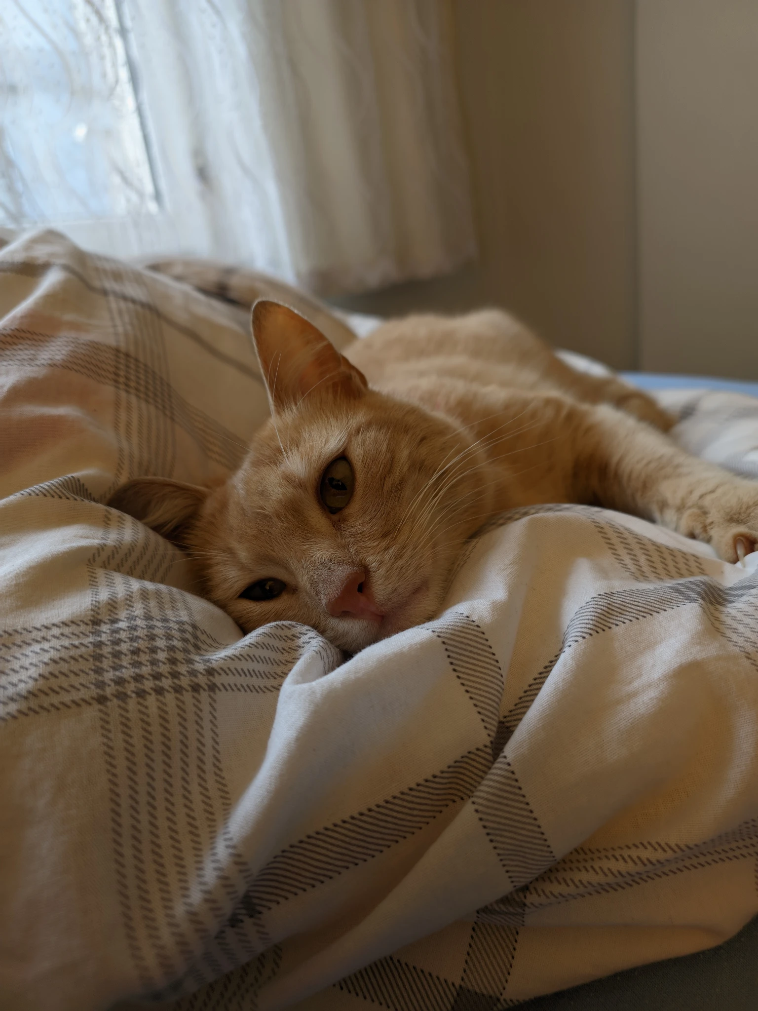 Avatar for pisipapi :bhjflag_gay: