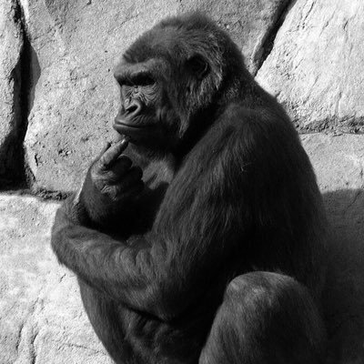 Avatar for JSMuellerRoemer