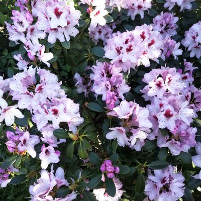 Avatar for RenkeSiems