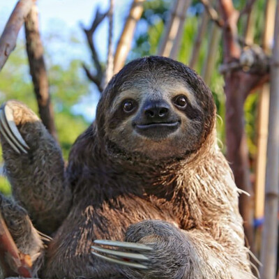 Avatar for kampfschwaetzer