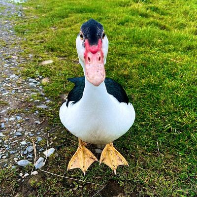 Avatar for My Shetland