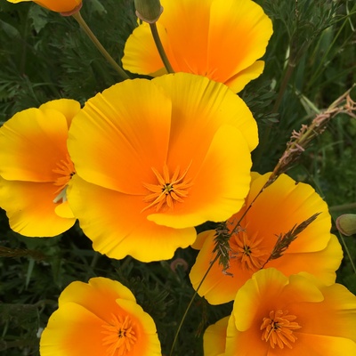 Avatar for nationalparks