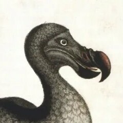 Avatar for Rafaelito 🦤