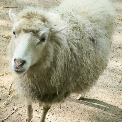 Avatar for Minna Sophie 🐑🇬🇱