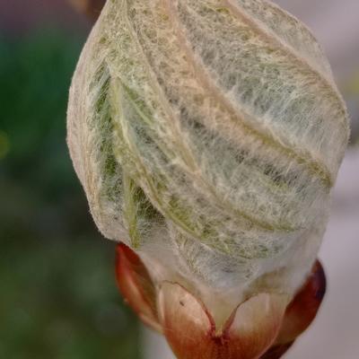 Avatar for Lam 'al Adie