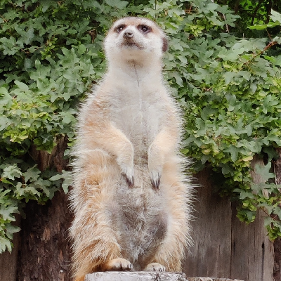 Avatar for Falk Steiner