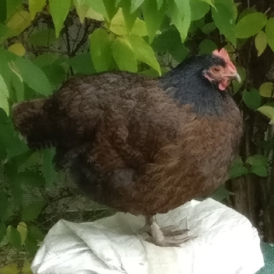 Avatar for Big Kumera Energy