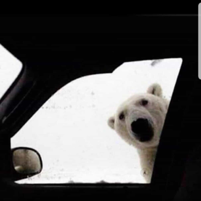 Avatar for Theicebaer