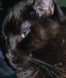 Avatar for Lorraine Lee