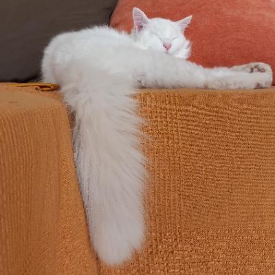 Avatar for Zeemeermens