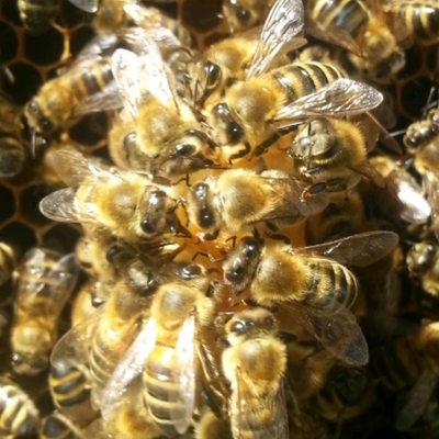 Avatar for maexchen1