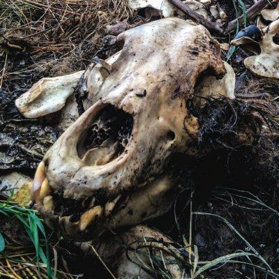 Avatar for Sunflower Björnskalle 🌻