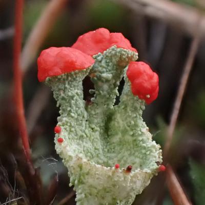 Avatar for 🌈☔🌦️🍄🌱🍉