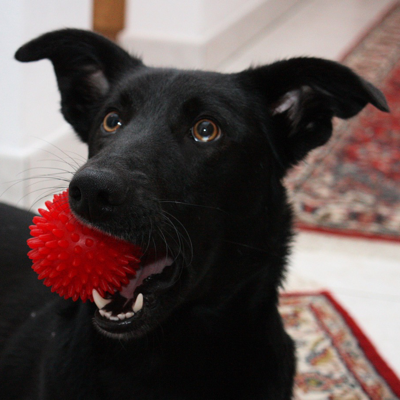 Avatar for die_sojo 🖤🚴🐘