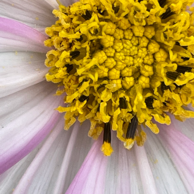 Avatar for Killer Rabbit 90